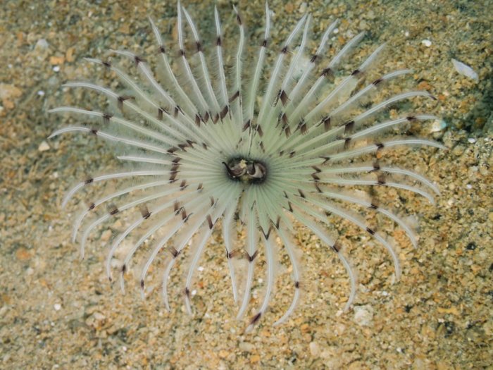 Sabellidae sp.