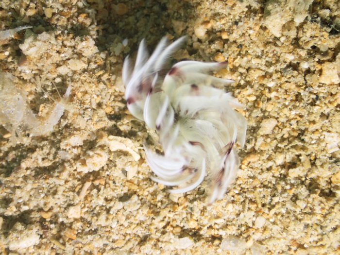 Sabellidae sp.