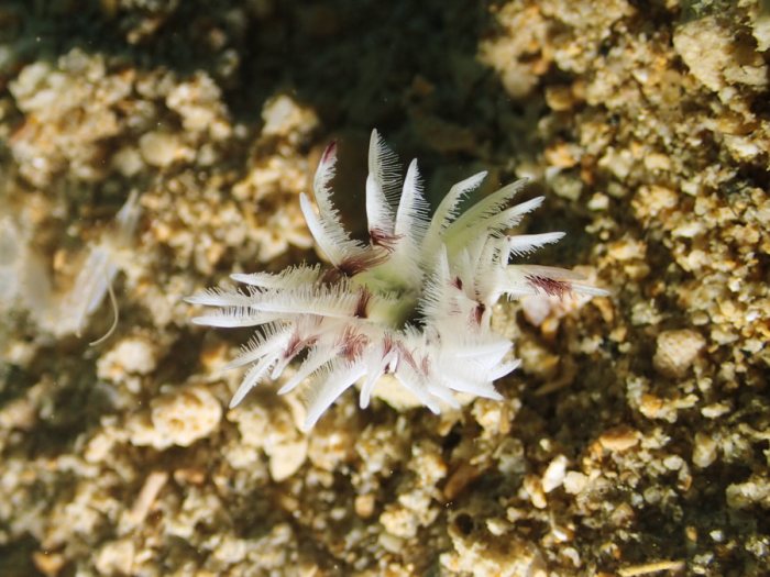 Sabellidae sp.