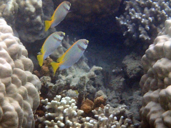 Siganus doliatus