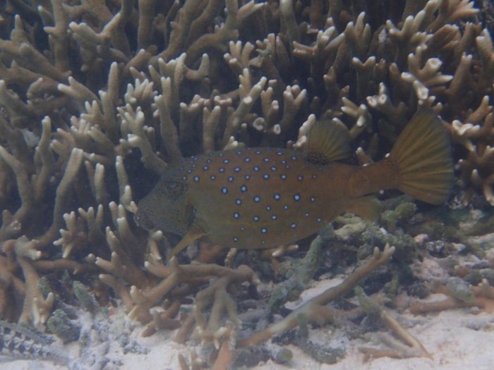 Ostracion cubicus
