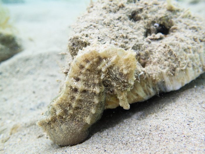 Hippocampus curvicuspis