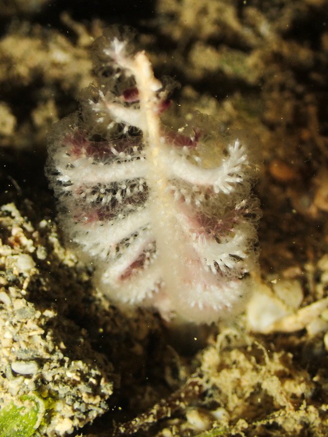Pennatules