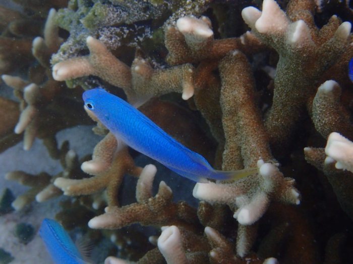 Pomacentrus pavo