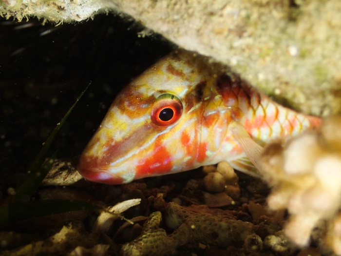 Parupeneus ciliatus