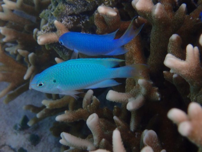 Pomacentrus pavo