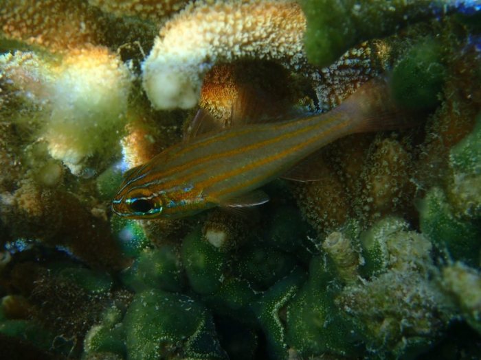 Ostorhinchus cyanosoma