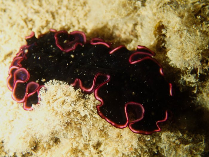 Pseudobiceros gloriosus