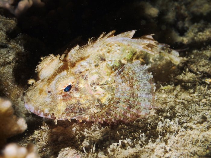 Scorpaenodes kelloggi