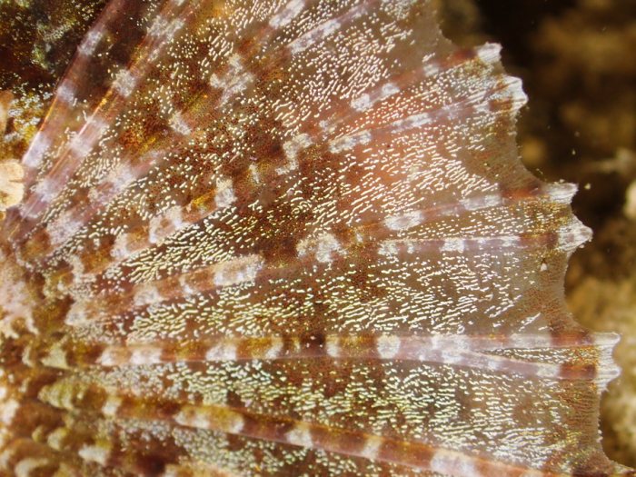 Scorpaenodes kelloggi