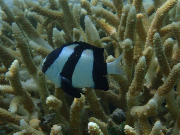 Dascyllus aruanus