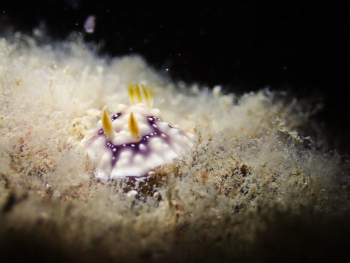 Chromodoris geometrica