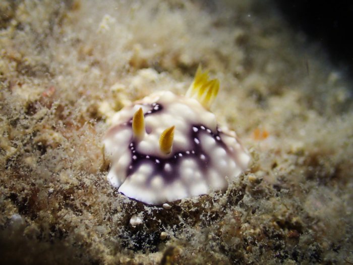 Chromodoris geometrica