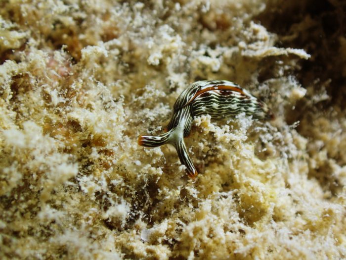 Thuridilla bayeri