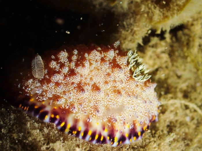 Chromodoris sp.1