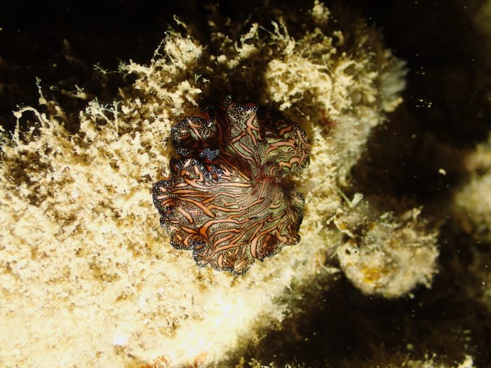 Pseudobiceros bedfordi