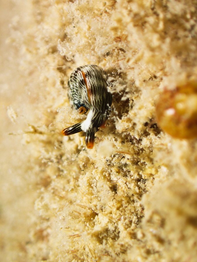Thuridilla bayeri