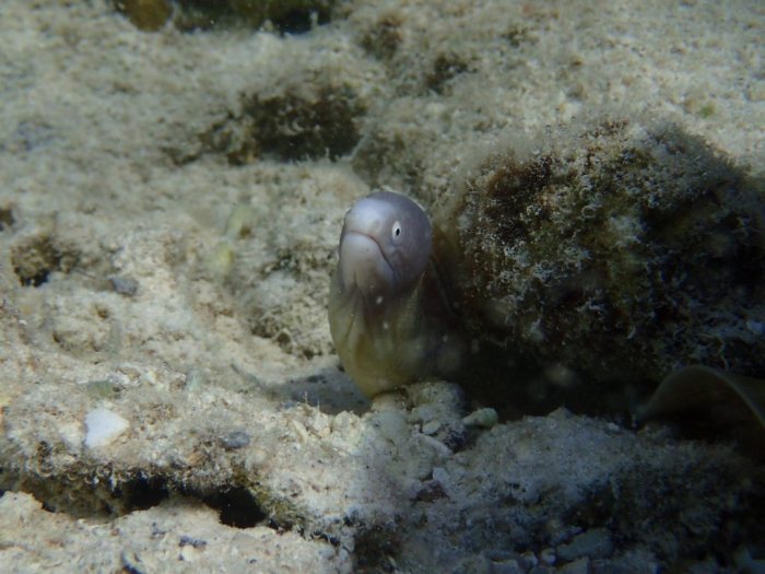Murène à oeil blanc