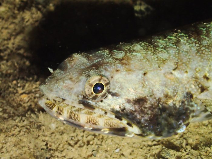 Saurida gracilis