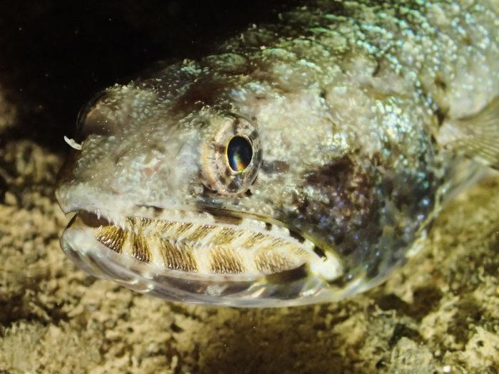 Saurida gracilis