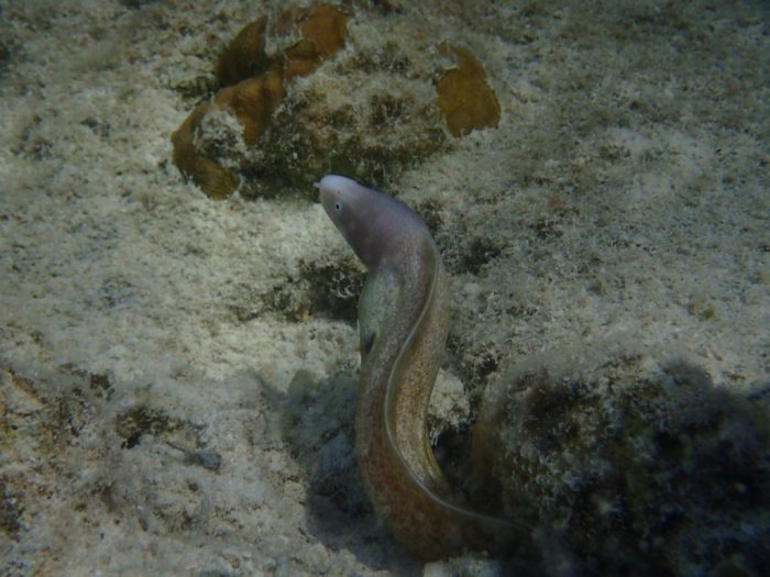 Murène à oeil blanc