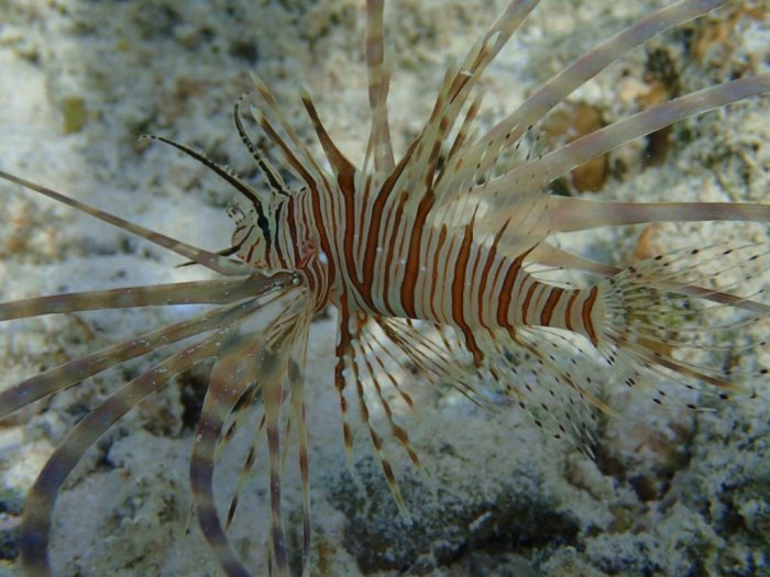 Poisson-scorpion