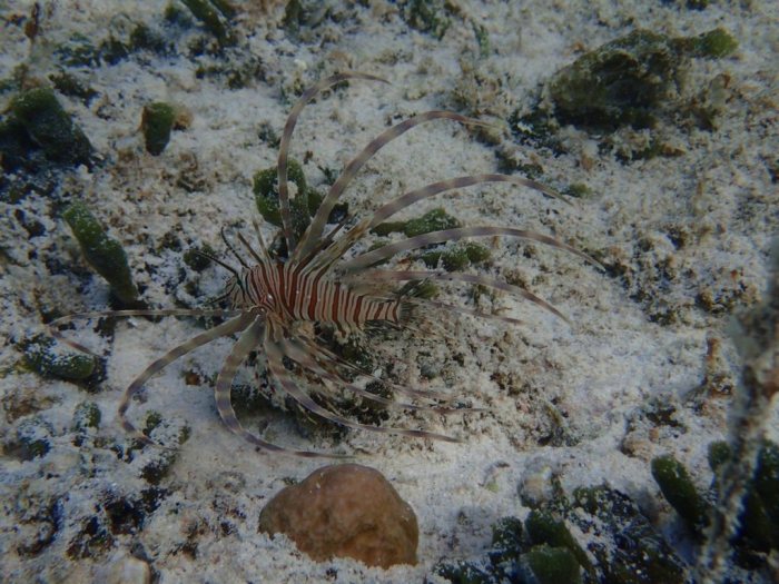 Poisson-scorpion