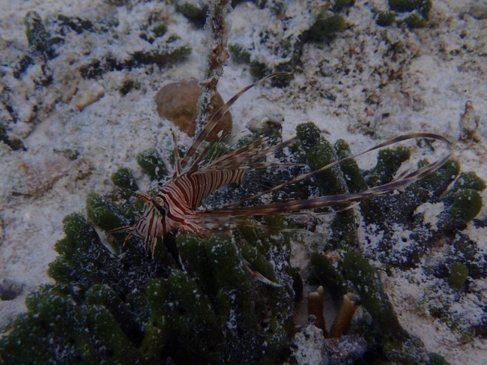 Poisson-scorpion