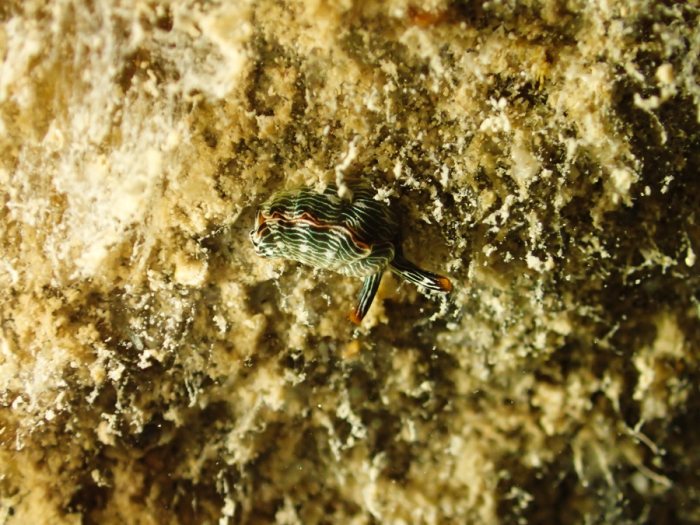 Thuridilla bayeri