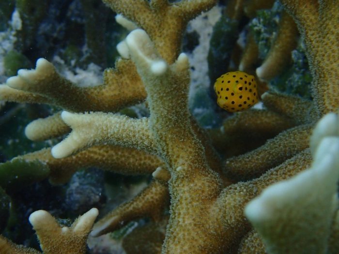 Ostracion cubicus