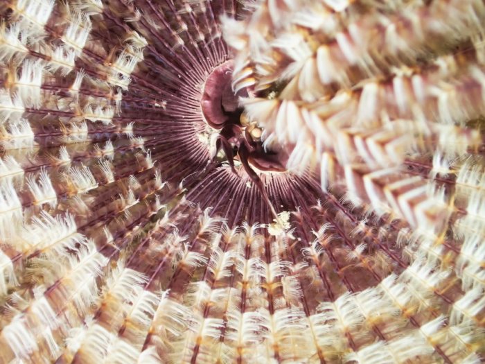 Sabellastarte sp.