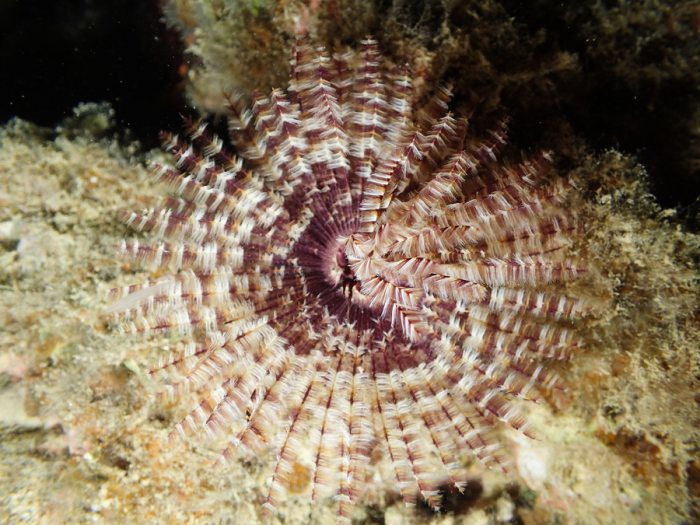Sabellastarte sp.