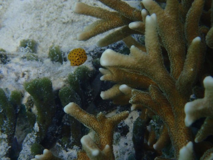Ostracion cubicus