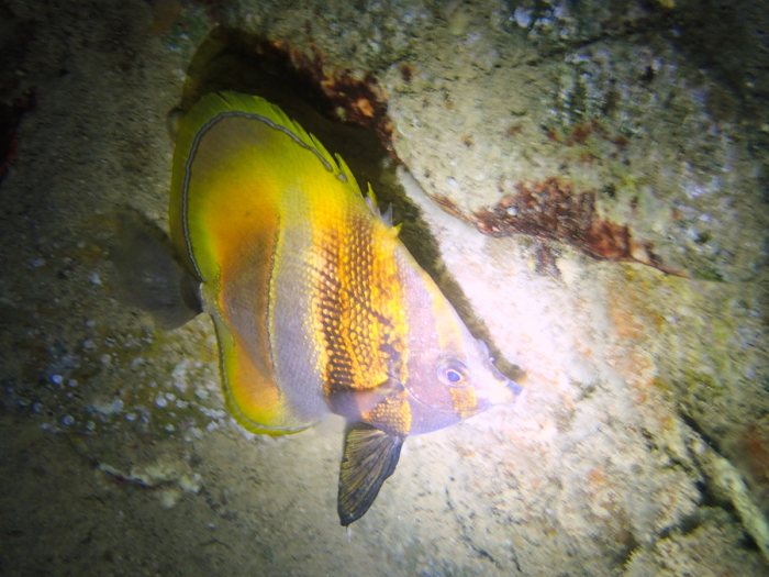 Coradion altivelis