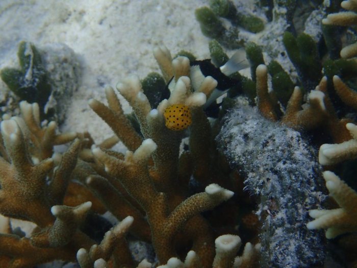Ostracion cubicus