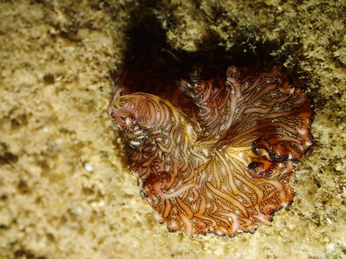 Pseudobiceros bedfordi