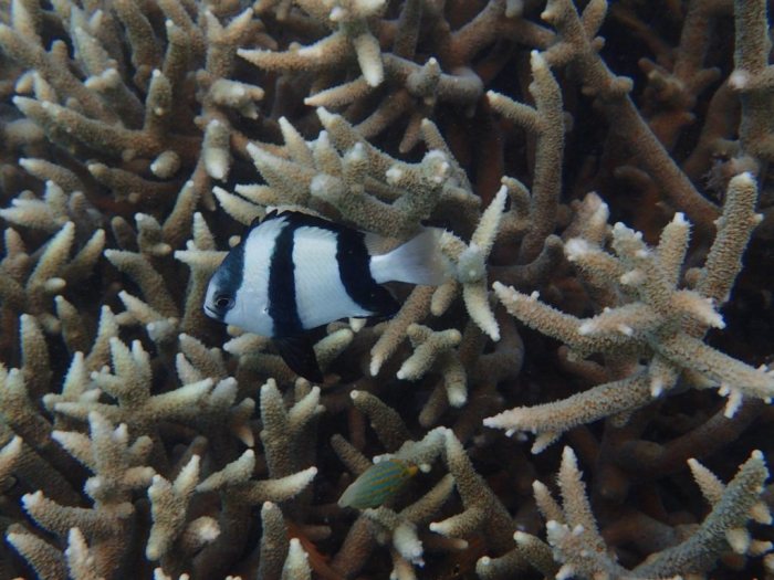 Dascyllus aruanus