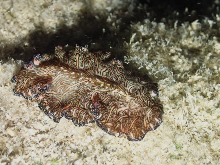 Pseudobiceros bedfordi