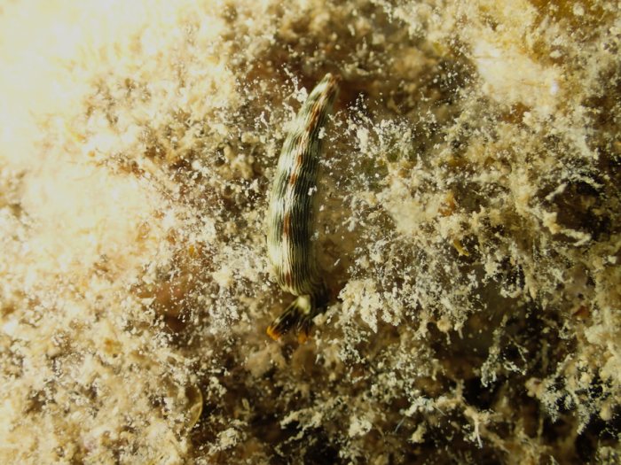 Thuridilla bayeri