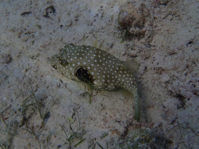 Arothron hispidus