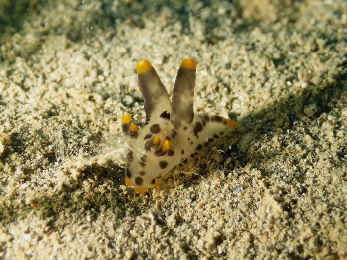 Thecacera picta