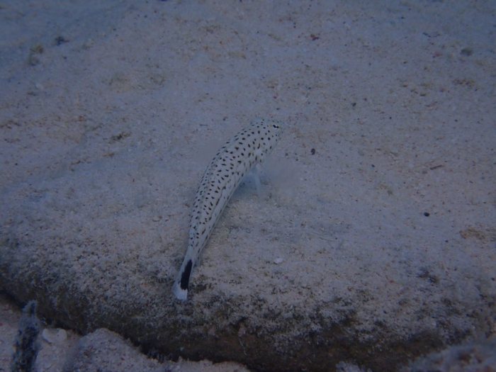 Parapercis hexophtalma