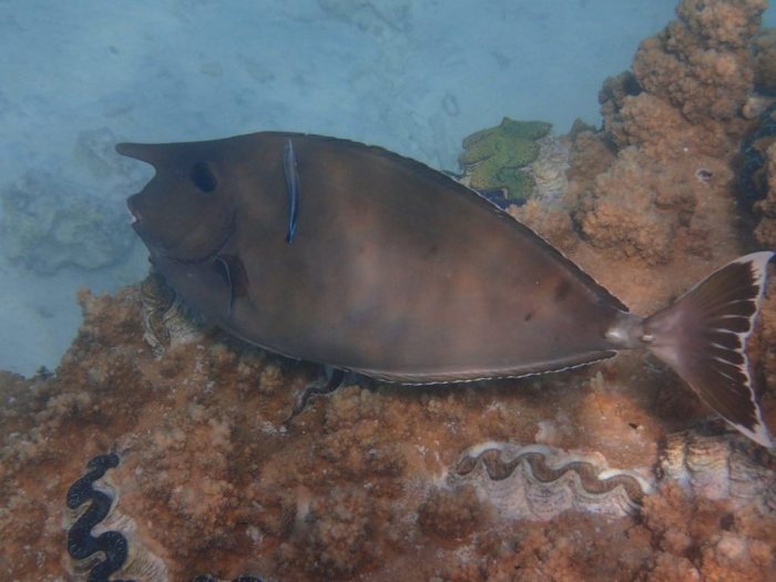 Naso brevirostris