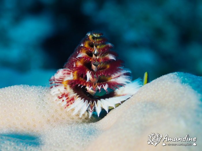 Spirobranchus corniculatus