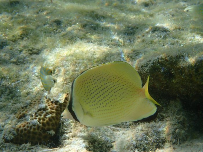 Chaetodon citrinellus