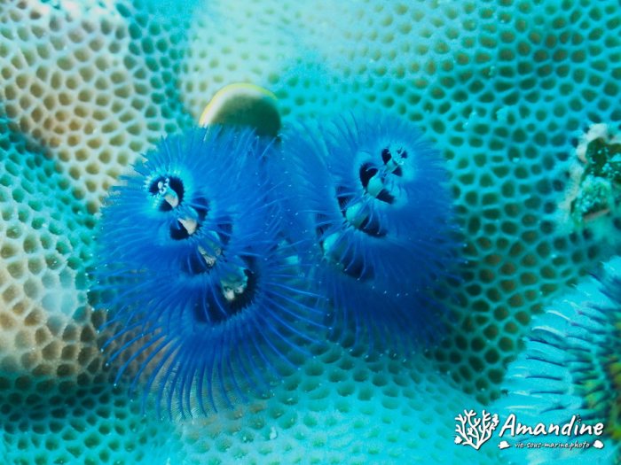 Spirobranchus corniculatus