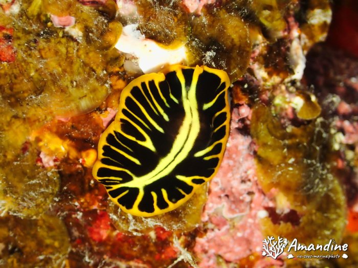 Pseudoceros cf. dimidiatus