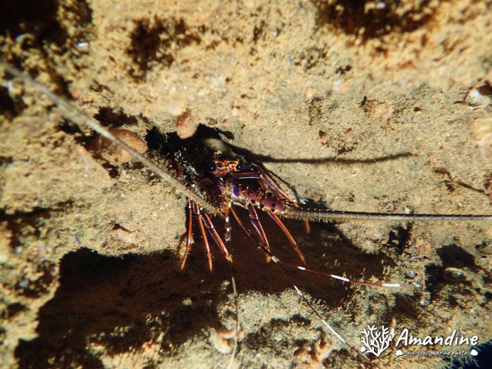 Langouste