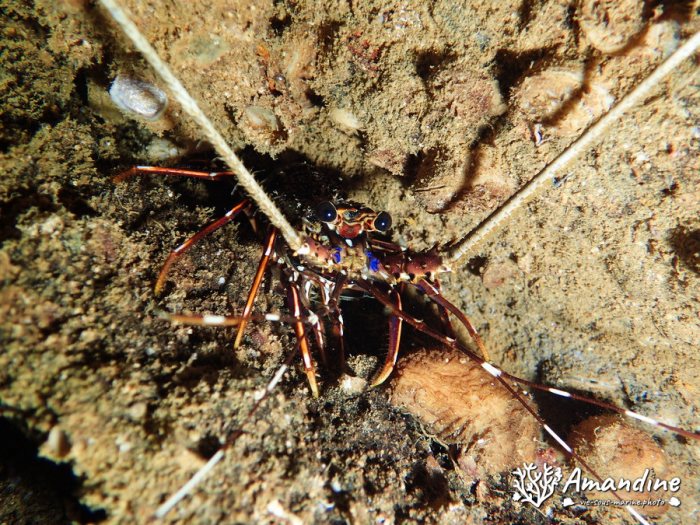 Langouste