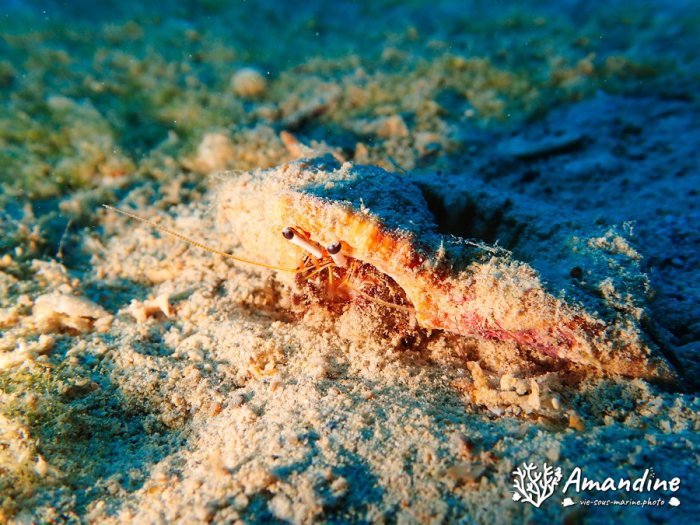 Dardanus lagopodes